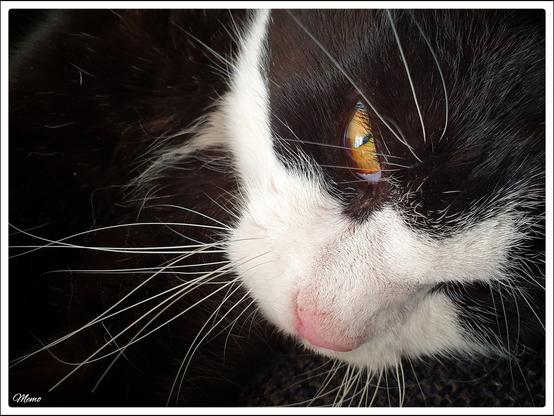 Bildbeschreibung:
„BeKa“, meine Besuchskatze, schaut mich mit einem Auge an.