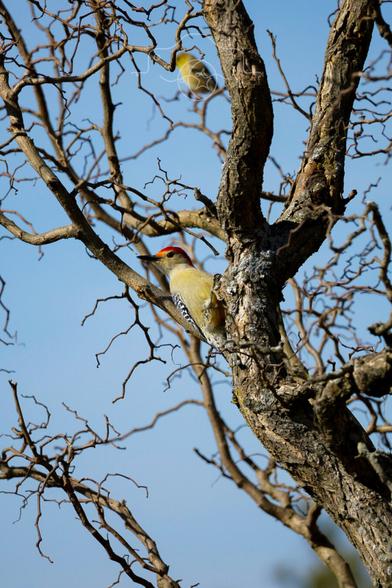 A red-bellied woodpecker and a goldfinch share space in a tree.