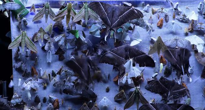 A white cloth with a grid pattern, covered with moths of very different sizes, some as a big as a hand, some very small, with many different colours and line patterns.