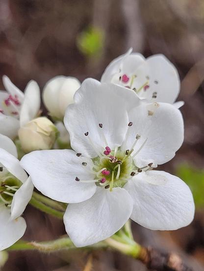 A close up view of a cherry blossom. Five white petals surround a green interior with many pistils in the center with brown and red heads
