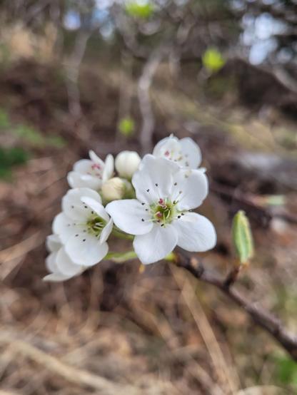 A slightly blurry view of multiple cherry blossoms on a branch