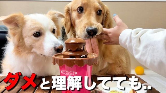 言葉を理解していても食べることを止められない犬がヤバすぎる...【ゴールデンレトリバー•ボーダーコリー】