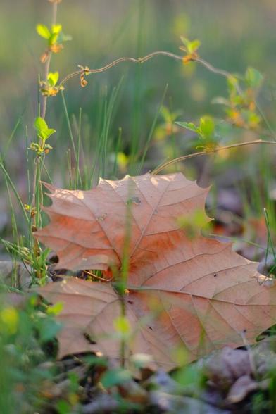 New life sprouts forth from the ground, around a very large dead leaf. The scene is awash with golden hour sunlight.