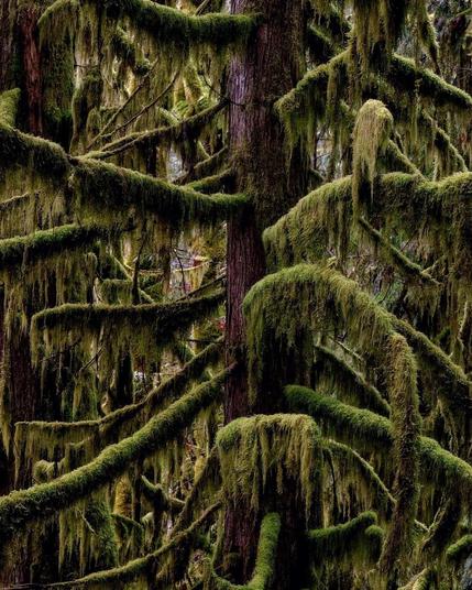 A dense, verdant forest scene featuring a prominent cedar tree trunk with branches heavily draped in long, hanging moss. The moss creates a sense of depth and an enchanted atmosphere. The scene is dominated by shades of green and brown, with filtered light creating soft shadows