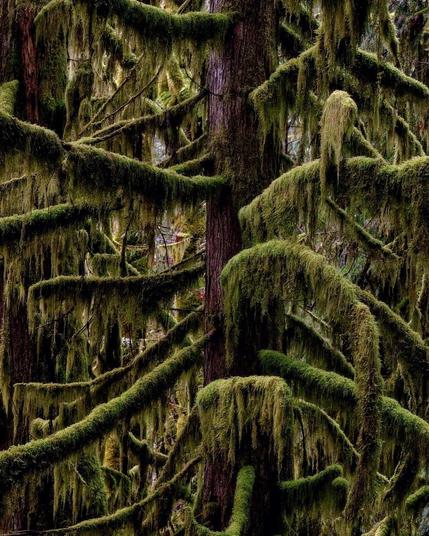 A dense, verdant forest scene featuring a prominent cedar tree trunk with branches heavily draped in long, hanging moss. The moss creates a sense of depth and an enchanted atmosphere. The scene is dominated by shades of green and brown, with filtered light creating soft shadows