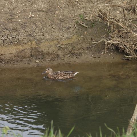 A female mallard swimming along a clear-watered stream in front of a steep earth bank.