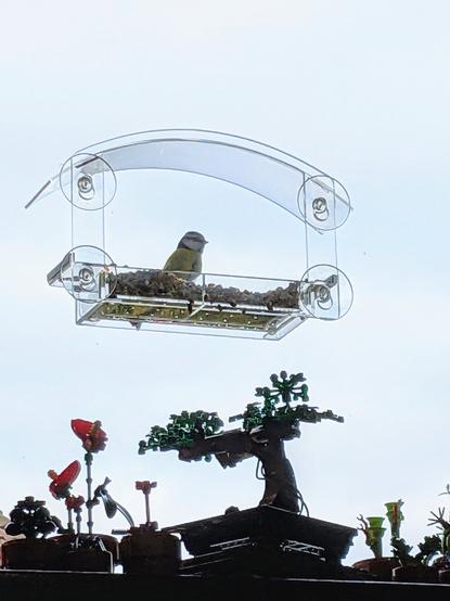 A blue tit sitting on a clear plastic window feeder mounted on a window and filled with seeds. My Lego plants are visible beneath it.
