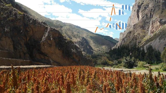Quinoa growing in a valley with steep mountains behind. In the sky above mountains, part of a graph of the quinoa price spike.
