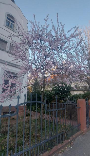 Ein wunderbar rosa blühender Baum in einen Vorgarten