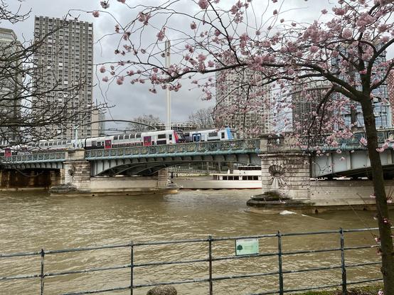 un arbre en fleurs, derrière deux rames de RER C se croisent sur un pont