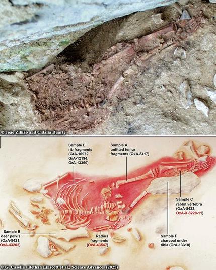 New radiocarbon dating reveals Lapedo Child’s age and Neanderthal-human interaction

A recent study has used advanced radiocarbon dating to present a more precise age for the Lapedo Child, a significant archaeological find that reshaped our perception of the interaction between Homo sapiens and Neanderthals. The remains show both Neanderthal and modern human traits, and they have been dated to about 28,000 years ago, upending the earlier date range...