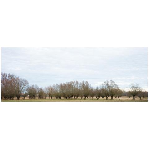 A wide colour shot of a row of many smaller trees. Most of the area seems to be grassland. The trees are all of the same kinde and are similarly but. But each also a bit different.