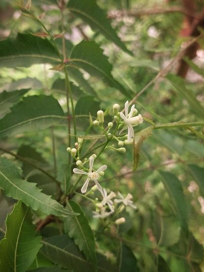 Shallow-depth closeup of a spray of neem (Azadirachta indica) flowers and buds + young leaves against a background of fast-maturing neem leaves and mostly-obscured branch. The ovoid buds have grown in size, and the open flowers are tiny and a soft creamy yellow-white (almost the same shade as Jasminium sambac flowers), reminiscent of daffodils in their shape and petal arrangement. The somewhat blurry golden haze of a March morning in West Bengal, India makes for a subtle vintage-y dreamy mood in the picture.