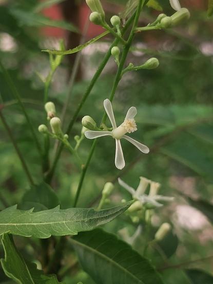 High closeup of one of the open neem flowers. The tepals are slim, white, and spread exactly like a five-pointed star. The conical corona is open with a ruffled rim, very ornamental. The flower's reproductive parts are just about visible inside the corona.