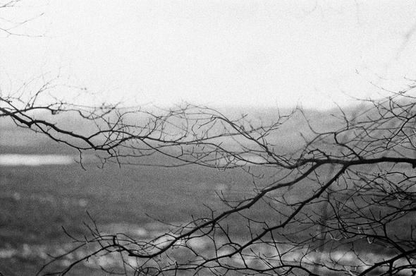 a black and white photo of a tree branch in the foreground with a field behind it