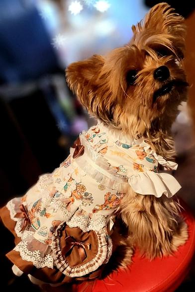 My golden silver Yorkie and her little old fashioned dress with brown designs and white collar with lace and lace on the bottom and lace on the sleeves sitting on a red stool looking over her shoulder at the camera