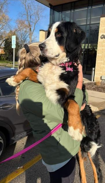 A large and heavy Bernese Mountain dog is in her human owner's arms, and the human lady's face is hidden behind the dog's large body and head. (The human's name is unknown.) 

The dog is somewhat black, with white and brown areas, and is practically climbing up on top of the human. The name tag on the dog reads "Lucy." Lucy very much does not want to go inside the Veterinarian's office.