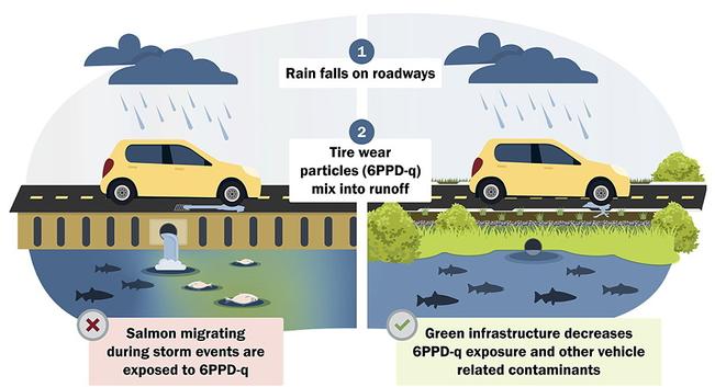 Diagram with three tiers of words and illustration.  1) clouds and raindrops falling on car on paved road: "Rain falls on roadways."  2) culvert below road, left side with hard wall by culvert, right side with green growth, probably marsh and weeds: "Tire wear particles (6PPD-q) mix into runoff".  results are  3) left side with dead fish downstream of culvert , text begins with red x: "Salmon migrating during storm events are exposed to 6PPD-q related contaminants" , right side with live fish before and after culvert, text begins with green checkmark: " Green infrastructure decreases  6PPD-q exposure and other vehicle related contaminants"