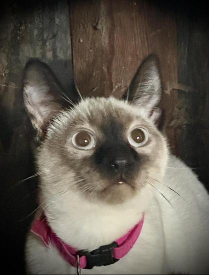 A young Siamese kitten maybe three months old or less is looking up at a human trying to get their attention. It’s a close-up on the face. They are very Siamese and the eyes are very light brown. They have a red collar, but no name tag just a bell.  they’re inside wood shed, The light and the wood are both dark.