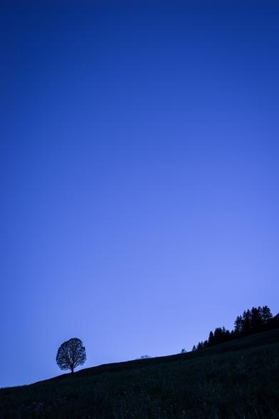 Photo d'un paysage au crépuscule, au format portrait.
Tout en bas de l'image on voit un paysage quasiment en ombres chinoise, seuls quelques légers détails sont visibles dans les ombres.
Tout à gauche on voit la silhouette d'un arbre au tronc court et de forme ovoïde. A droite en remontant une légère pente, la silhouette d'un lisière de forêt de résineux se dessine.
Le reste de l'image (les trois quarts hauts) est constitué d'un ciel en dégradé du bleu clair au bleu sombre (du bas vers le haut).
-
Portrait-format photo of a landscape at dusk.
At the very bottom of the image is a landscape in almost Chinese shadow, with only a few faint details visible in the shadows.
On the far left is the silhouette of a tree with a short, egg-shaped trunk. On the right, up a slight slope, the silhouette of a coniferous forest edge comes into view.
The rest of the image (the upper three-quarters) is made up of a sky gradated from light to dark blue (from bottom to top).