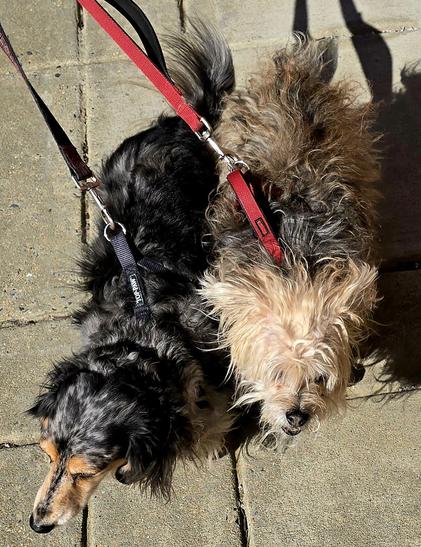 Small black and brown and white and black furry dogs on leashes being walked on sidewalk.
