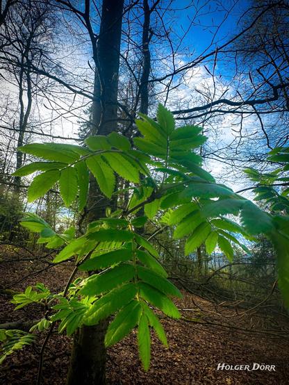 Ein leuchtend grünes Blattwerk im Vordergrund, das von der Sonne angestrahlt wird. Die Blätter haben eine filigrane Struktur und heben sich deutlich von den noch kahlen Ästen der umliegenden Bäume ab. Im Hintergrund erstreckt sich ein lichter Wald mit einem blauen Himmel, durchzogen von feinen weißen Wolken. Der Waldboden ist mit braunem Laub bedeckt, was den Eindruck eines frühen Frühlingsmorgens verstärkt. Das Lichtspiel verleiht der Szene eine warme, hoffnungsvolle Atmosphäre.