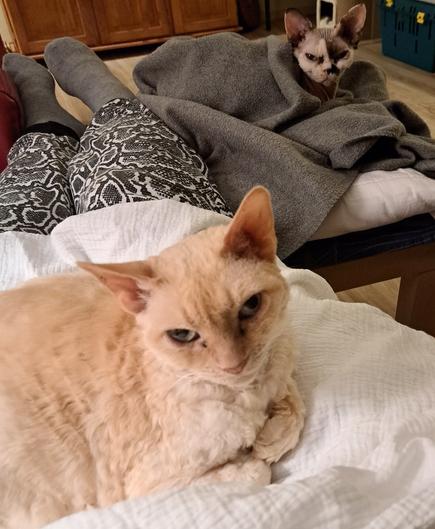 Daisy on my lap, Ivy in a fleece blanket om my footstool (which is really a small IKEA table).