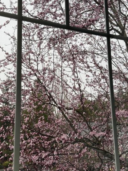 Branches of flowering plum tree outside the window. The light is grey and gloomy - proper Seattle weather.