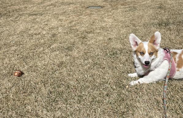 At the far right of frame, a red & white Pembroke Welsh corgi in a pink harness lays on a dead, late winter lawn with her tongue hanging out & squinting in bright sunshine; at left of frame, a brown, toy ball with a fuzzy squirrel tail