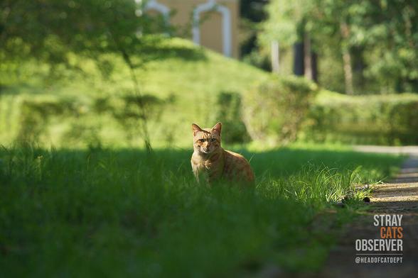 A ginger kitten is watching us from afar
