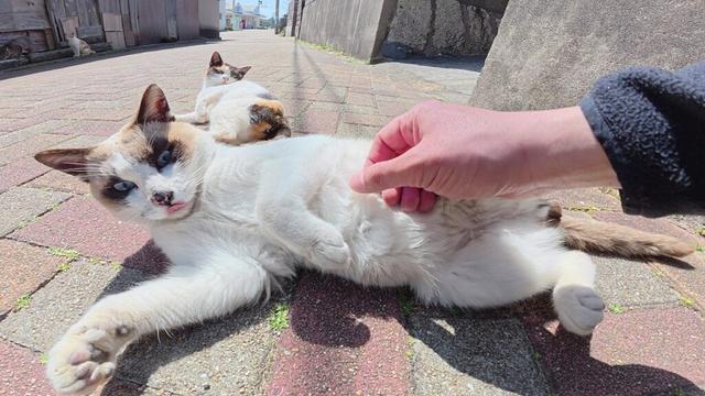 シャム猫と三毛猫がヘソ天ポーズになって可愛いアピール対決をする