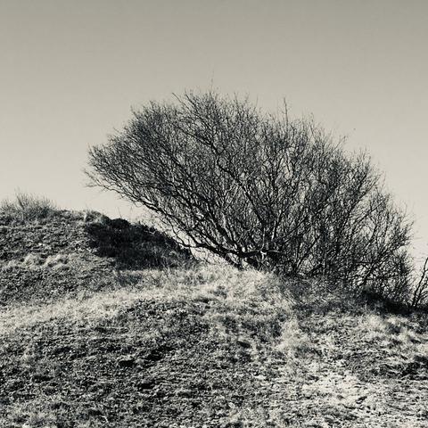 A black and white landscape photograph showing a bare, leafless tree standing alone on a hillside. The tree's intricate branch structure is silhouetted against a light sky. The hill is covered with sparse vegetation and small rocks, creating a textured foreground. The monochrome treatment gives the scene a stark, melancholic atmosphere, emphasizing the solitary nature of the tree against the minimalist landscape.