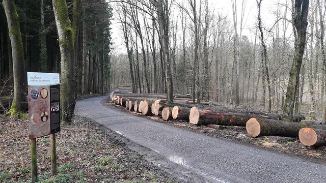 Holzstämme lagern aufgereiht am Wegesrand (Archivbild).