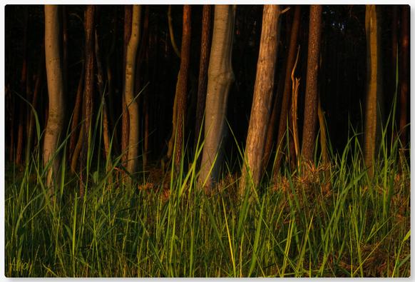 Blick in einen Wald bei Sonnenuntergang, das Bild zeigt nur einen Ausschnitt. Im Vordergrund leuchten Gräser in einem satten Grünton, die Baumstämme goldbraun vor schwarzem Hintergrund. 

View into a forest at sunset, the picture only shows a section. In the foreground, grasses glow in a rich shade of green, the tree trunks are golden brown against a black background.