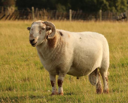 a Welsh Ram standing in a field eyeing up the photographer