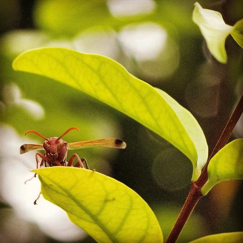 Photo shows a small twig with long leaves. On one of the leaves there is a brown-reddish wasp looking straight at the photographer. Its face, front body and antennas are visible, but most of the lower body is hidden by the leaves. In the background there are green and brown bokeh type trees and bushes, with a glimpse of light sky.