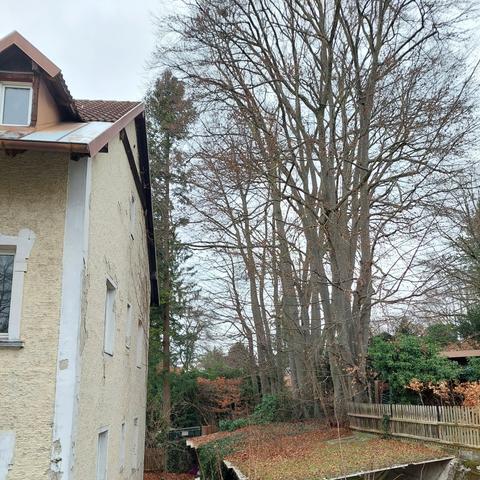 In der linken Bildhälfte ist ein marodes Wohnhaus zu sehen. Daneben steht ein alter Schuppen. Hinter dem Schuppen ist die Grundstücksgrenze. An dieser entlang wachsen etwa 15 große Rot-Buchen.