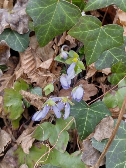 Leberblümchen entlang der Donau. Blau und Grün.