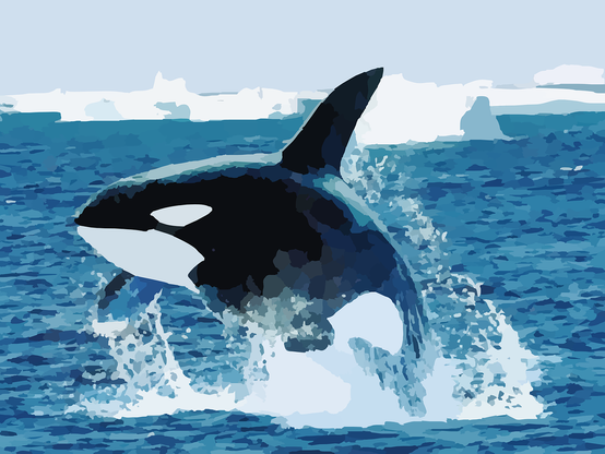 Bild eines Orcas