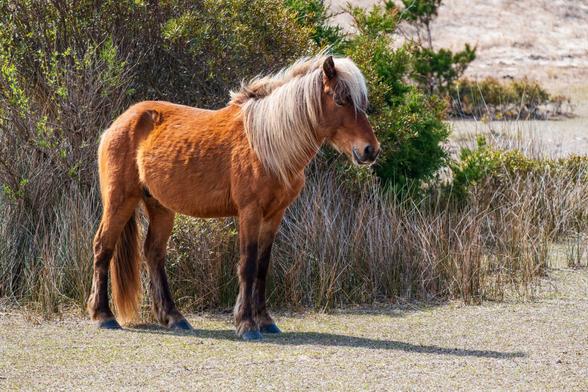 A wild horse with a red brown coat and a white mane stands in a pasture among the dunes.
© Tom Goetz. All rights reserved. Training an AI on this image is expressly forbidden.
