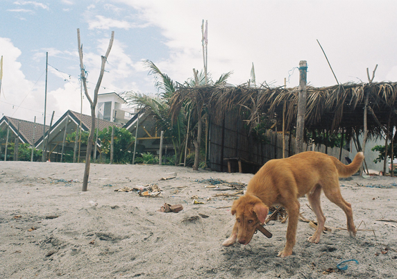 Dog at the beach.