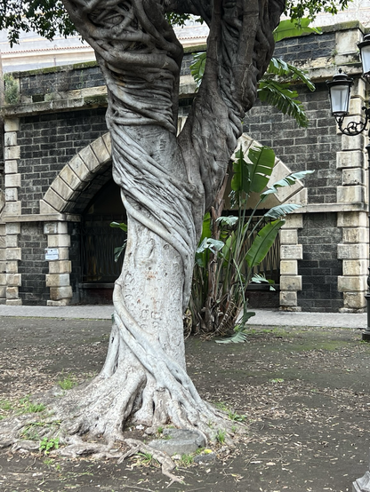 Picture of a large tree with a trunk that looks like it was draped with fabric. A stone wall viaduct like in the background   Catania, Sicily