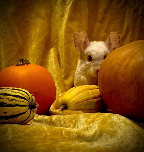 A white chinchilla with freckled ears peeks out from behind pumpkins and squash.