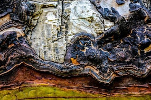 An old growth Arbutus tree, close up on its interesting weathered bark. Revealing colorful layers of bark that has changed ovrr time. The bottom layer is pale green, transitioning to brown and then into a pattern of wavy, dark blue-black lines. A section of rough, white runs vertically along the top left. Cracks and weathered textures are visible throughout the bark.