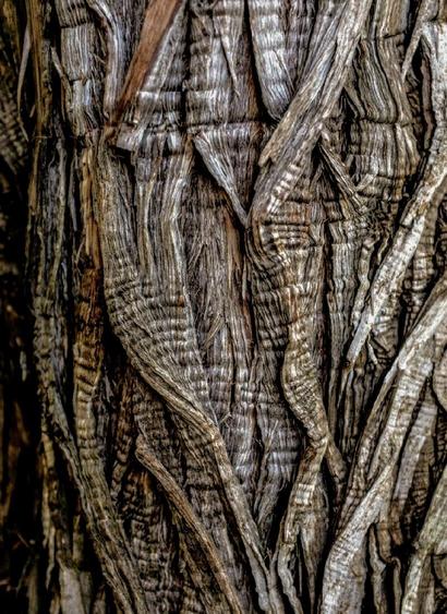 A close-up shot reveals the intricate texture of cedar tree bark, featuring a mix of long, vertical ridges intersected by horizontal lines, creating a distinct and aged appearance. The color palette is predominantly brown and silver, with deeper shadows adding depth and highlighting the weathered surface of the bark.
