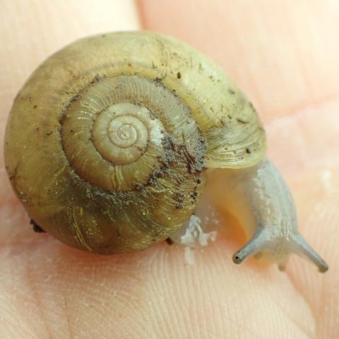 A close-up shot of a snail with a pale yellowish-tan shell, covered in tiny, faint striations perpendicular to the curl of the shell. The snail's head and body are out; it is pale, vaguely bluish-white, and its eyestalks are pointing towards the bottom of the image. It is being held in a human hand.
