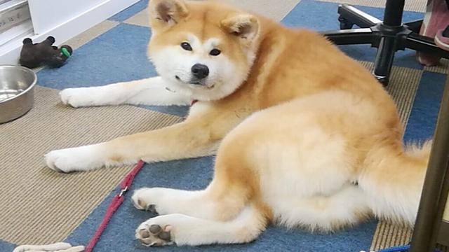 ひめちゃん配信！