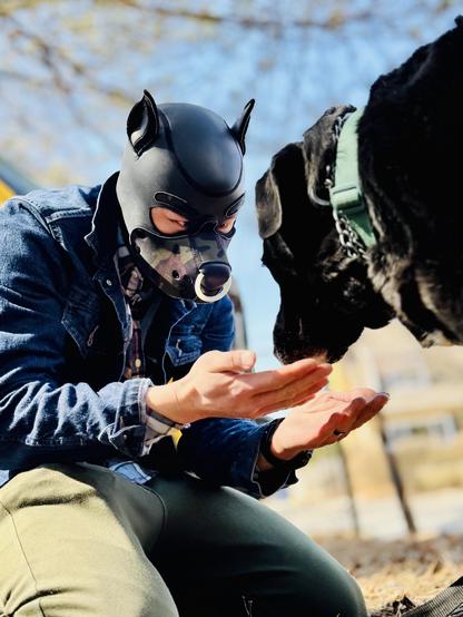 We encounter Lady, a majestic black Labrador, sitting alongside her human pup companion. The pup attendant, adorned in an intricately designed blac/camo neoprene  puppy hood with prominent pointed ears, creates a striking silhouette against the spring sky. The contrast between the meticulously crafted hood—complete with a distinctive silver nose ring at the muzzle—and the classic denim jacket speaks to the beautiful duality of structured design meeting casual comfort. Lady's emerald green collar with chain detail adds a pop of color that draws the eye, while the golden hues of early spring foliage and a vintage yellow vehicle create a warm backdrop that enhances the connection between these two beings. The relationship deepens as we observe the pup attendant extending open palms toward Lady in a gesture of offering and invitation. The attendant's olive-green pants complement the verdant collar adorning Lady's neck, creating a visual harmony that feels intentional yet effortless. The attendant slightly hunched forward, hands playfully cupped as if holding something precious. Lady's attentive gaze suggests anticipation and trust, her glossy black coat catching the sunlight in ways that reveal its subtle texture and depth. The sandy earth beneath them grounds the scene in tactile reality while the expansive blue sky above speaks to the boundless nature of their bond.