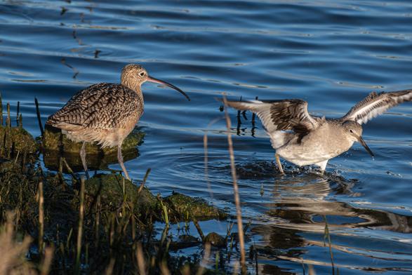 A Long-billed Curlew on the left of frame, standing on a rock, a speckled cinnamon wader with a down-turned bill faces a Willet on the right of frame, and the wWillet has its wings partialy stretched out, just moving away from the Curlew.  The Willet is a wader too, grey with a straight bill, and not as long as the Curlews.  The Willet is in the water.  Faint ripples and broken reflection of the Willet.