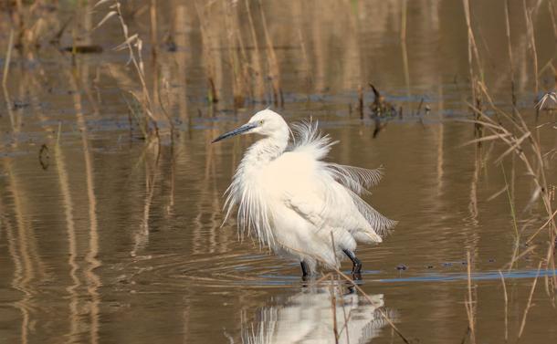 Une aigrette garzette (échassier de taille moyenne avec un plumage tout blanc, de longue pattes fines, un long cou souple et un bec long, pointu et noir) dans un étang. Elle a ses plumes toute ébouriffée et ressemble à un oiseau pompon.